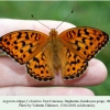 argynnis adippe daghestan karakoysu in laboratory 1